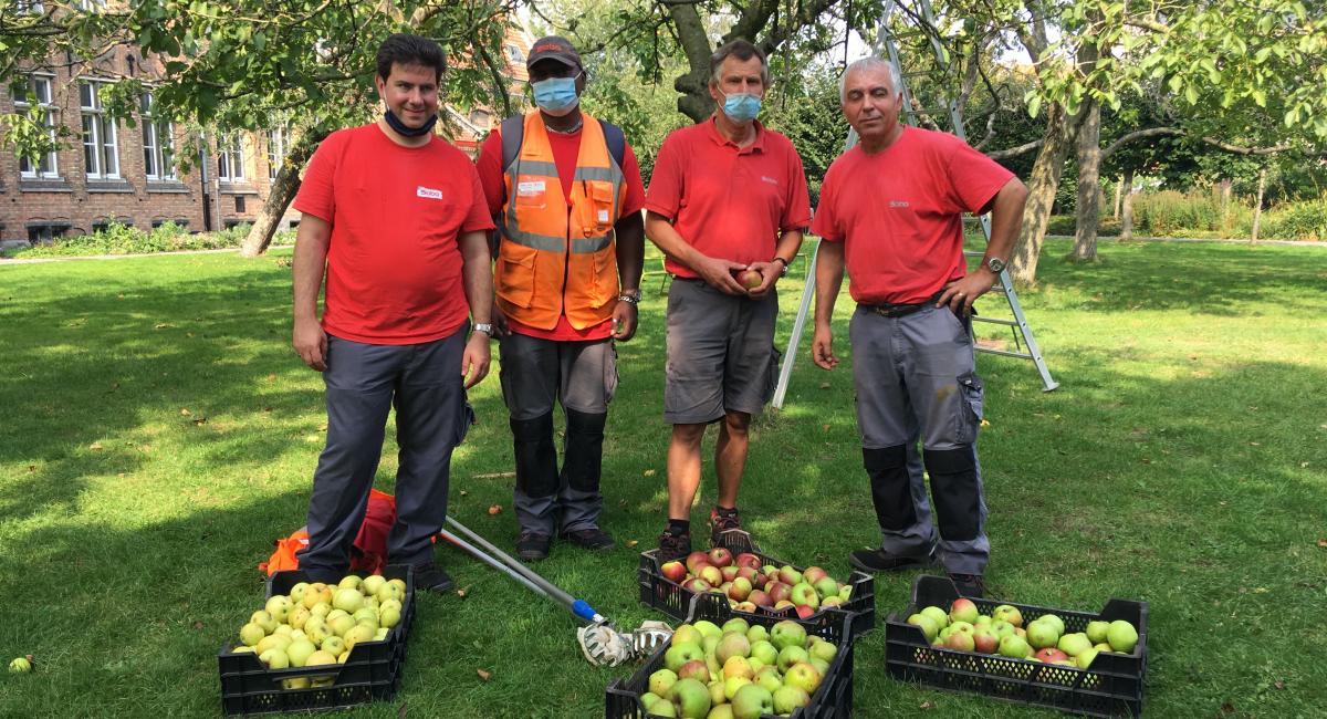 SOBO en WOK plukken fruit Brugse boomgaarden
